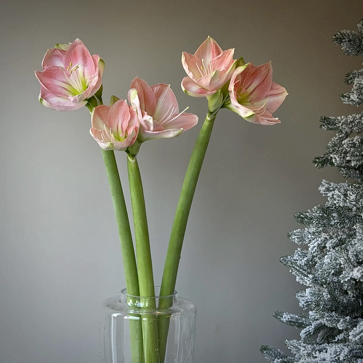 Пачка амариллиса розового оптом №2251